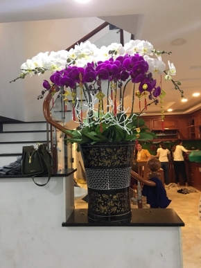 ho diep quy phai